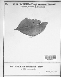 Sphaeria andromedae image